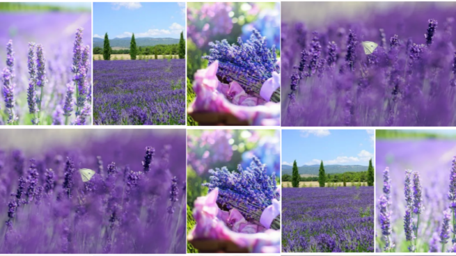 恒信集体薰衣草特色小镇新闻公布会成功举办